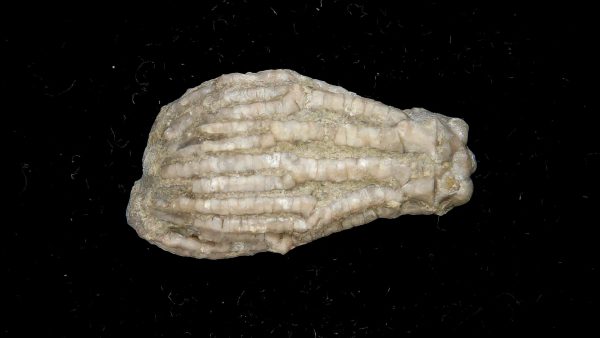 Dinotocrinus Crinoid | Alabama #3