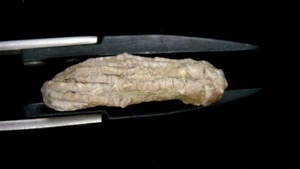 Dinotocrinus Crinoid | Alabama #3 - Image 3