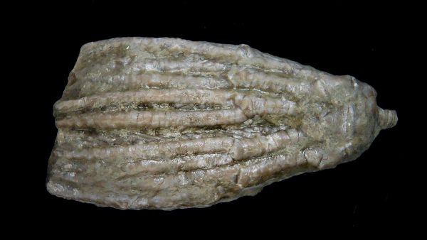 Dinotocrinus Crinoid | Alabama #4