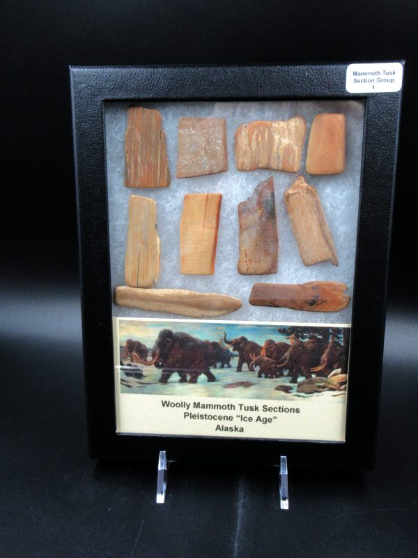 Genuine Pleistocene Age Woolly Mammoth 10 Section Riker Collection Fossils for Sale from Alaska #1