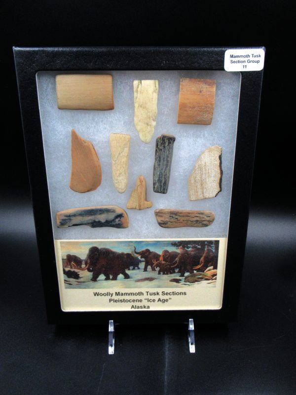 Genuine Pleistocene Age Woolly Mammoth 10 Section Riker Collection Fossils for Sale from Alaska #11