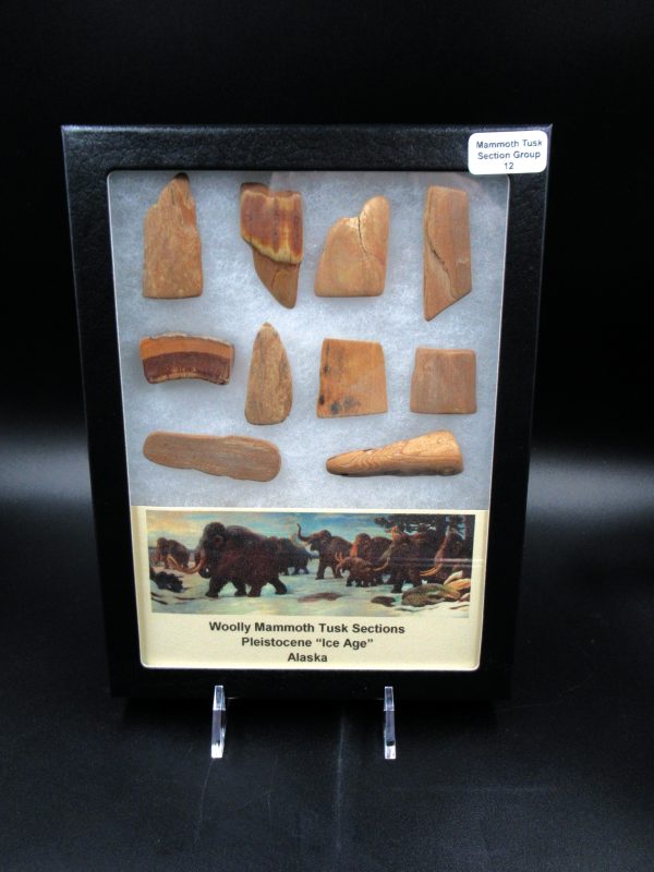 Genuine Pleistocene Age Woolly Mammoth 10 Section Riker Collection Fossils for Sale from Alaska #12