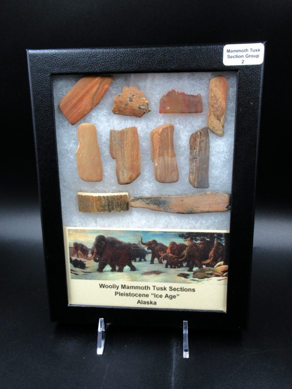 Genuine Pleistocene Age Woolly Mammoth 10 Section Riker Collection Fossils for Sale from Alaska #2