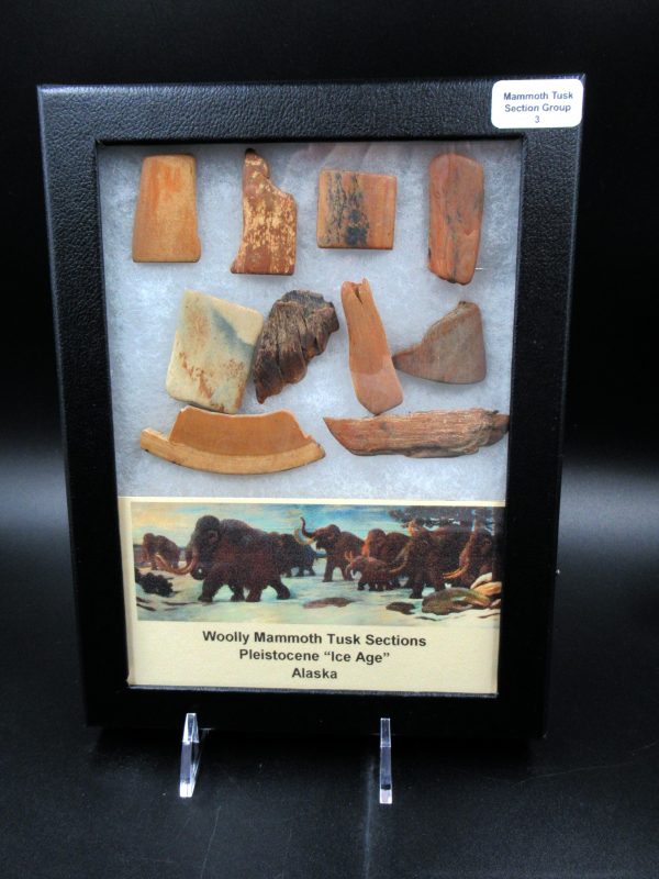 Genuine Pleistocene Age Woolly Mammoth 10 Section Riker Collection Fossils for Sale from Alaska #3