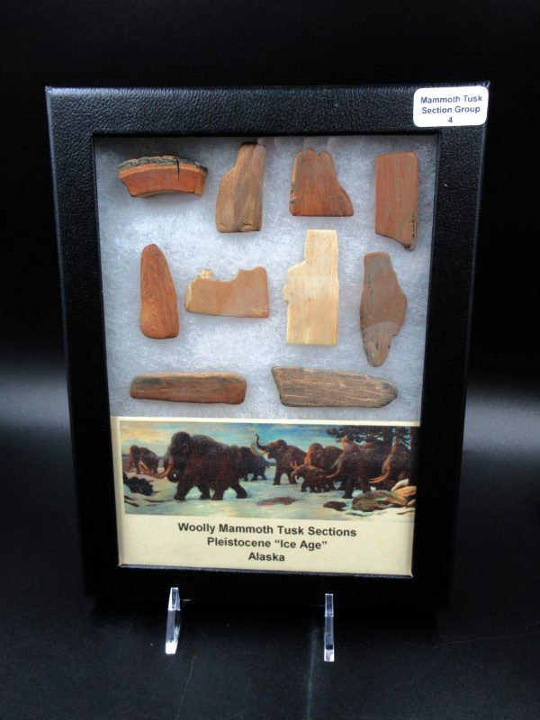 Genuine Pleistocene Age Woolly Mammoth 10 Section Riker Collection Fossils for Sale from Alaska #4