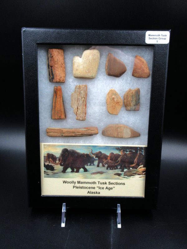 Genuine Pleistocene Age Woolly Mammoth 10 Section Riker Collection Fossils for Sale from Alaska #5