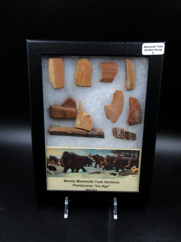 Genuine Pleistocene Age Woolly Mammoth 10 Section Riker Collection Fossils for Sale from Alaska #6