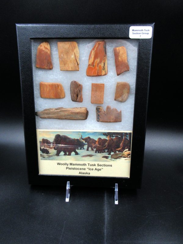 Genuine Pleistocene Age Woolly Mammoth 10 Section Riker Collection Fossils for Sale from Alaska #7