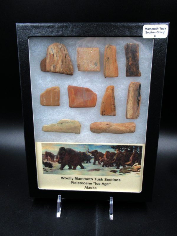 Genuine Pleistocene Age Woolly Mammoth 10 Section Riker Collection Fossils for Sale from Alaska #8