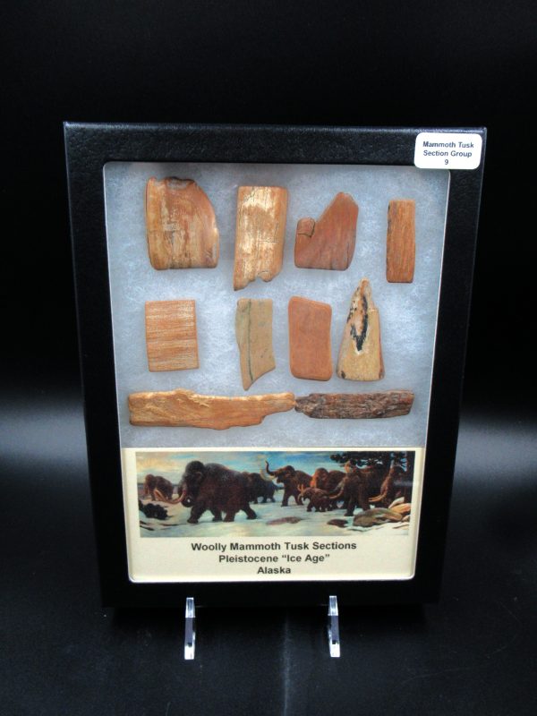 Genuine Pleistocene Age Woolly Mammoth 10 Section Riker Collection Fossils for Sale from Alaska #9