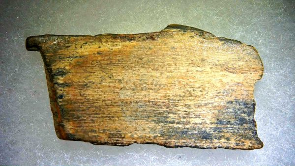 Genuine Pleistocene Age Woolly Mammoth Sm. Tusk Section in Riker for Sale from Alaska #21