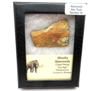 Genuine Pleistocene Age Woolly Mammoth Sm. Tusk Section in Riker for Sale from Alaska #18