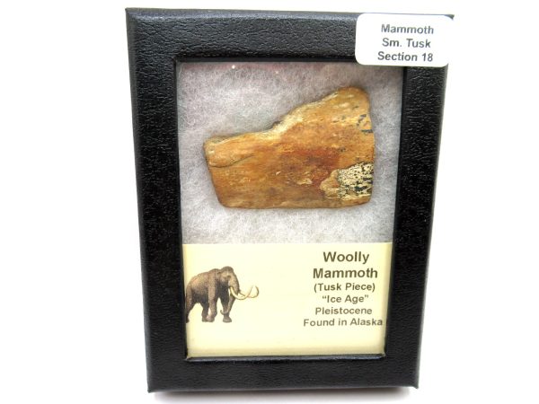 Genuine Pleistocene Age Woolly Mammoth Sm. Tusk Section in Riker for Sale from Alaska #18