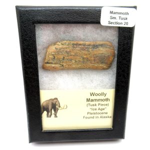 Genuine Pleistocene Age Woolly Mammoth Sm. Tusk Section in Riker for Sale from Alaska #20