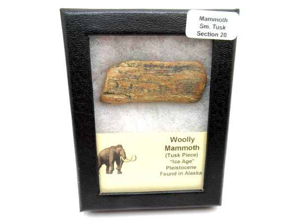 Genuine Pleistocene Age Woolly Mammoth Sm. Tusk Section in Riker for Sale from Alaska #20