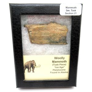 Genuine Pleistocene Age Woolly Mammoth Sm. Tusk Section in Riker for Sale from Alaska #21