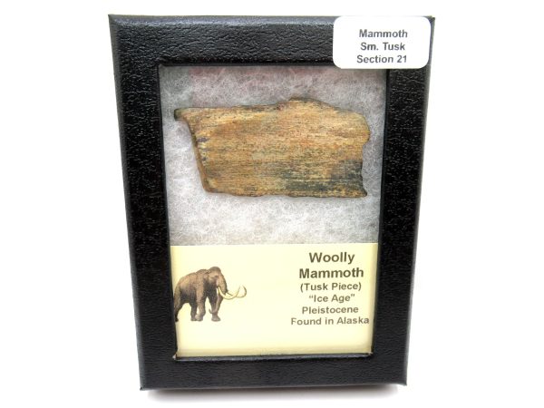 Genuine Pleistocene Age Woolly Mammoth Sm. Tusk Section in Riker for Sale from Alaska #21