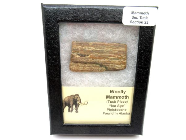 Genuine Pleistocene Age Woolly Mammoth Sm. Tusk Section in Riker for Sale from Alaska #23