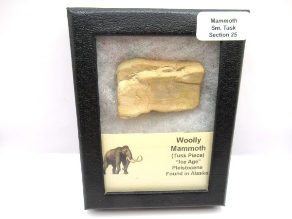 Genuine Pleistocene Age Woolly Mammoth Sm. Tusk Section in Riker for Sale from Alaska #25