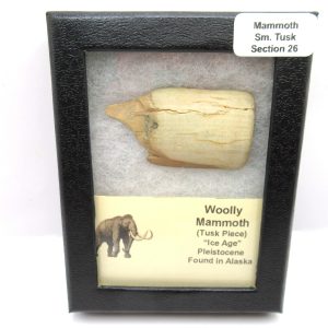 Genuine Pleistocene Age Woolly Mammoth Sm. Tusk Section in Riker for Sale from Alaska #26