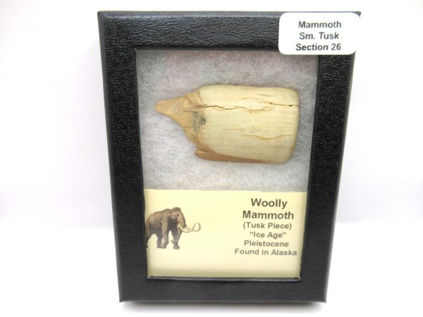 Genuine Pleistocene Age Woolly Mammoth Sm. Tusk Section in Riker for Sale from Alaska #26