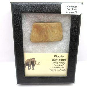 Genuine Pleistocene Age Woolly Mammoth Sm. Tusk Section in Riker for Sale from Alaska #27