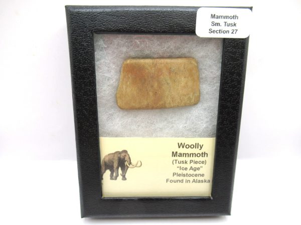 Genuine Pleistocene Age Woolly Mammoth Sm. Tusk Section in Riker for Sale from Alaska #27