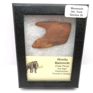 Genuine Pleistocene Age Woolly Mammoth Sm. Tusk Section in Riker for Sale from Alaska #30