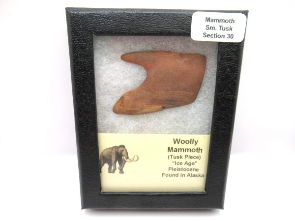 Genuine Pleistocene Age Woolly Mammoth Sm. Tusk Section in Riker for Sale from Alaska #30