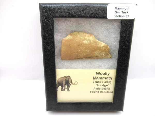 Genuine Pleistocene Age Woolly Mammoth Sm. Tusk Section in Riker for Sale from Alaska #31