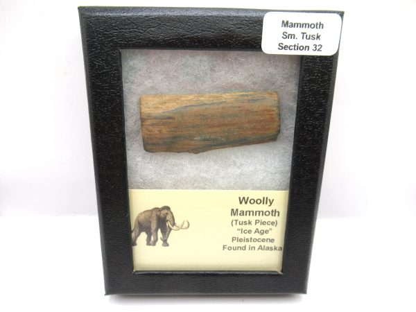 Genuine Pleistocene Age Woolly Mammoth Sm. Tusk Section in Riker for Sale from Alaska #32