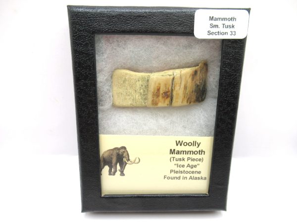 Genuine Pleistocene Age Woolly Mammoth Sm. Tusk Section in Riker for Sale from Alaska #33