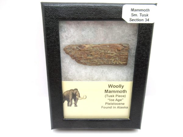 Genuine Pleistocene Age Woolly Mammoth Sm. Tusk Section in Riker for Sale from Alaska #34