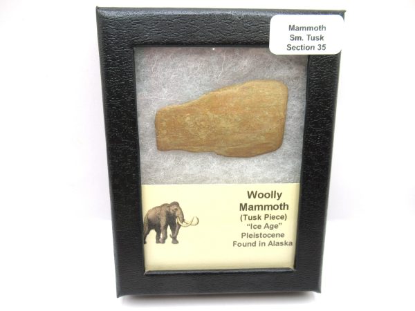 Genuine Pleistocene Age Woolly Mammoth Sm. Tusk Section in Riker for Sale from Alaska #35