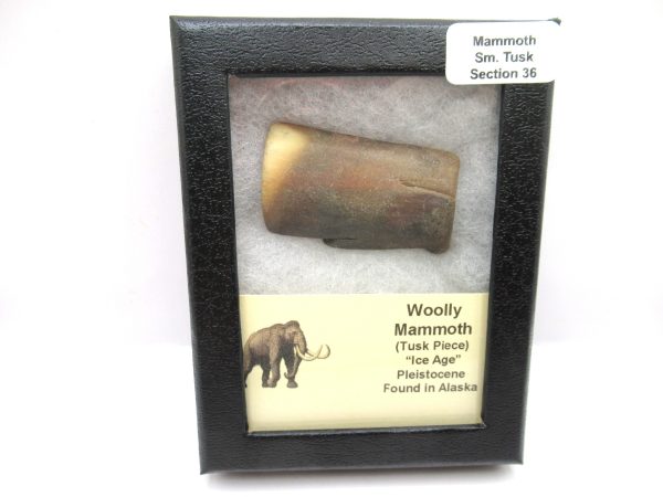 Genuine Pleistocene Age Woolly Mammoth Sm. Tusk Section in Riker for Sale from Alaska #36