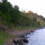 Beach | Fossils for Sale Coeloma Crab for Sale