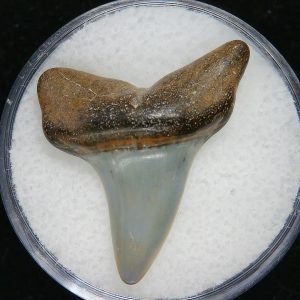 Genuine Pliocene Age Great White Shark Tooth Fossil for Sale from Belgium #1