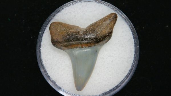 Genuine Pliocene Age Great White Shark Tooth Fossil for Sale from Belgium #1