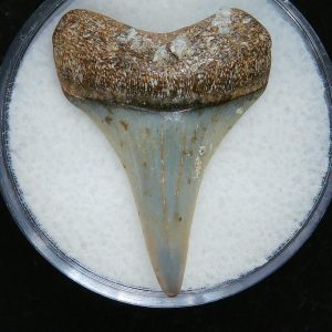 Genuine Pliocene Age Great White Shark Tooth Fossil for Sale from Belgium #10