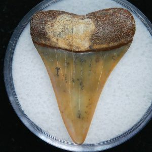 Genuine Pliocene Age Great White Shark Tooth Fossil for Sale from Belgium #11