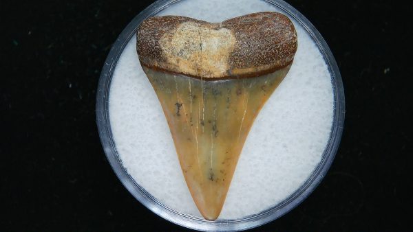 Genuine Pliocene Age Great White Shark Tooth Fossil for Sale from Belgium #11