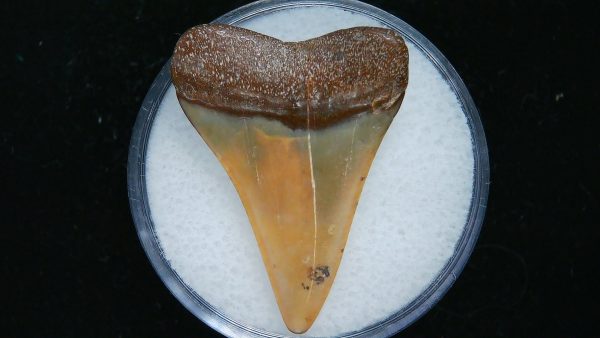 Genuine Pliocene Age Great White Shark Tooth Fossil for Sale from Belgium #11a