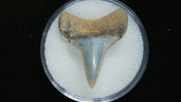 Genuine Pliocene Age Great White Shark Tooth Fossil for Sale from Belgium #12a