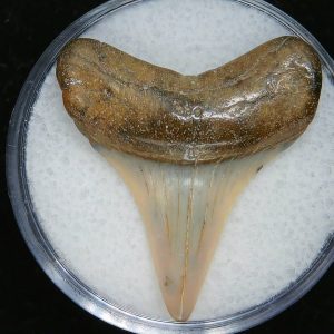 Genuine Pliocene Age Great White Shark Tooth Fossil for Sale from Belgium #13