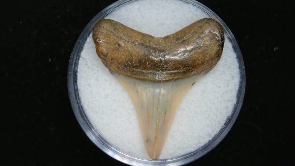 Genuine Pliocene Age Great White Shark Tooth Fossil for Sale from Belgium #13