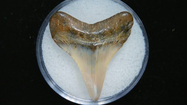 Genuine Pliocene Age Great White Shark Tooth Fossil for Sale from Belgium #13a