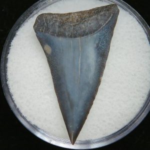 Genuine Pliocene Age Great White Shark Tooth Fossil for Sale from Belgium #14