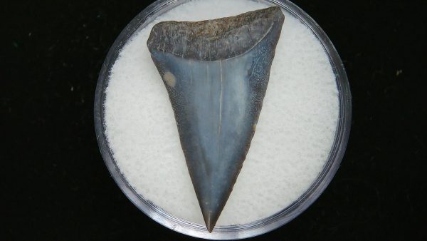 Genuine Pliocene Age Great White Shark Tooth Fossil for Sale from Belgium #14