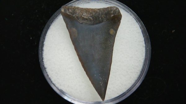 Genuine Pliocene Age Great White Shark Tooth Fossil for Sale from Belgium #14a