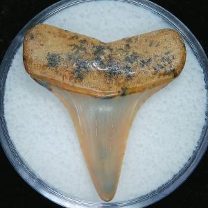 Genuine Pliocene Age Great White Shark Tooth Fossil for Sale from Belgium #15